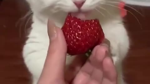 Cute cat eats strawberry🐱🍓