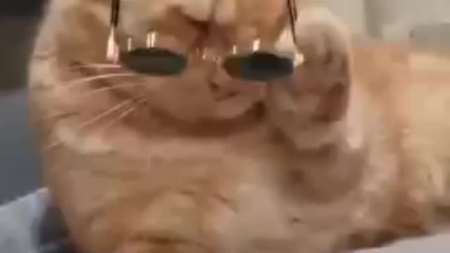 Cat funny video #cat video#cat funny#cat short#cat video Short