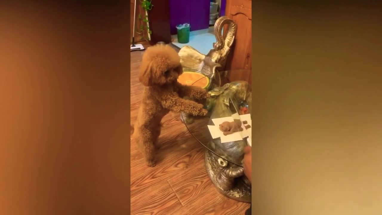 Cake dog, funny reactions