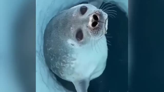 the Seal