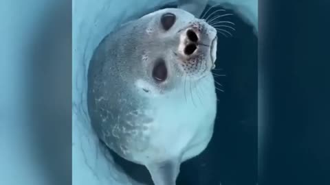 the Seal