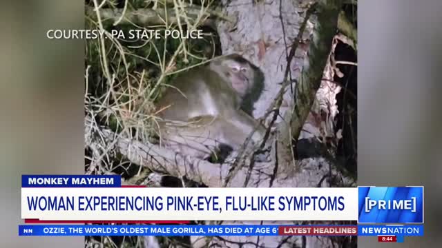 Hands Off the Monkey