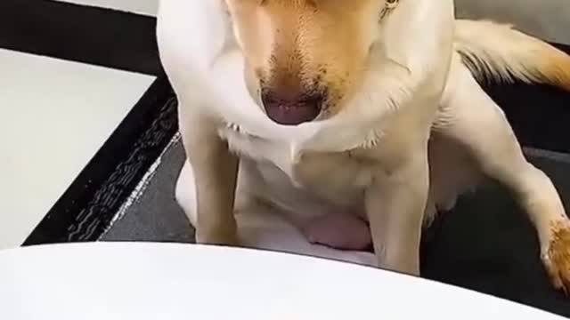 Dog Perfectly Mocks Teenager's Broken Leg 'Walk'