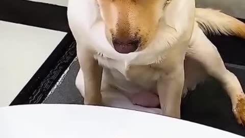 Dog Perfectly Mocks Teenager's Broken Leg 'Walk'