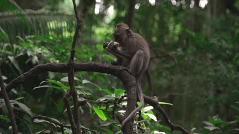 Monkey baies beautyful wild animals