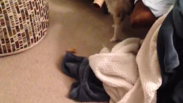 Dog plays with toilet paper roll