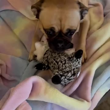 When I'm stressed, I just pet the dog. HAHAHA