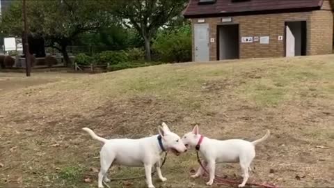 The Power of Bull Terrier - A Tough, Powerful Breed