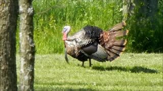 Male Turkey