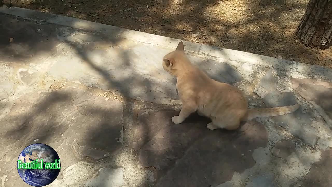 The cat is eating | funny cat | Playful cat | cats | most popular cat video | popular cat video