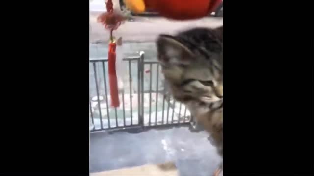 Funniest Animals - Best Of The 2021 Funny Animal Videos