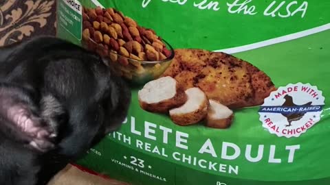 Doggo Finds Food Bag Appetizing