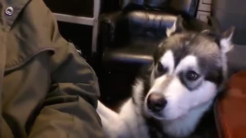 Alaskan Malamute Loves to TalkBack - Talking Dog - Cute Dog