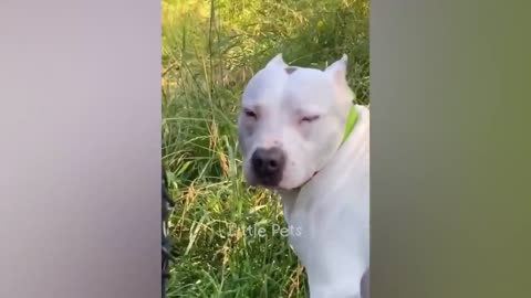 Funny videos 😂😂😂