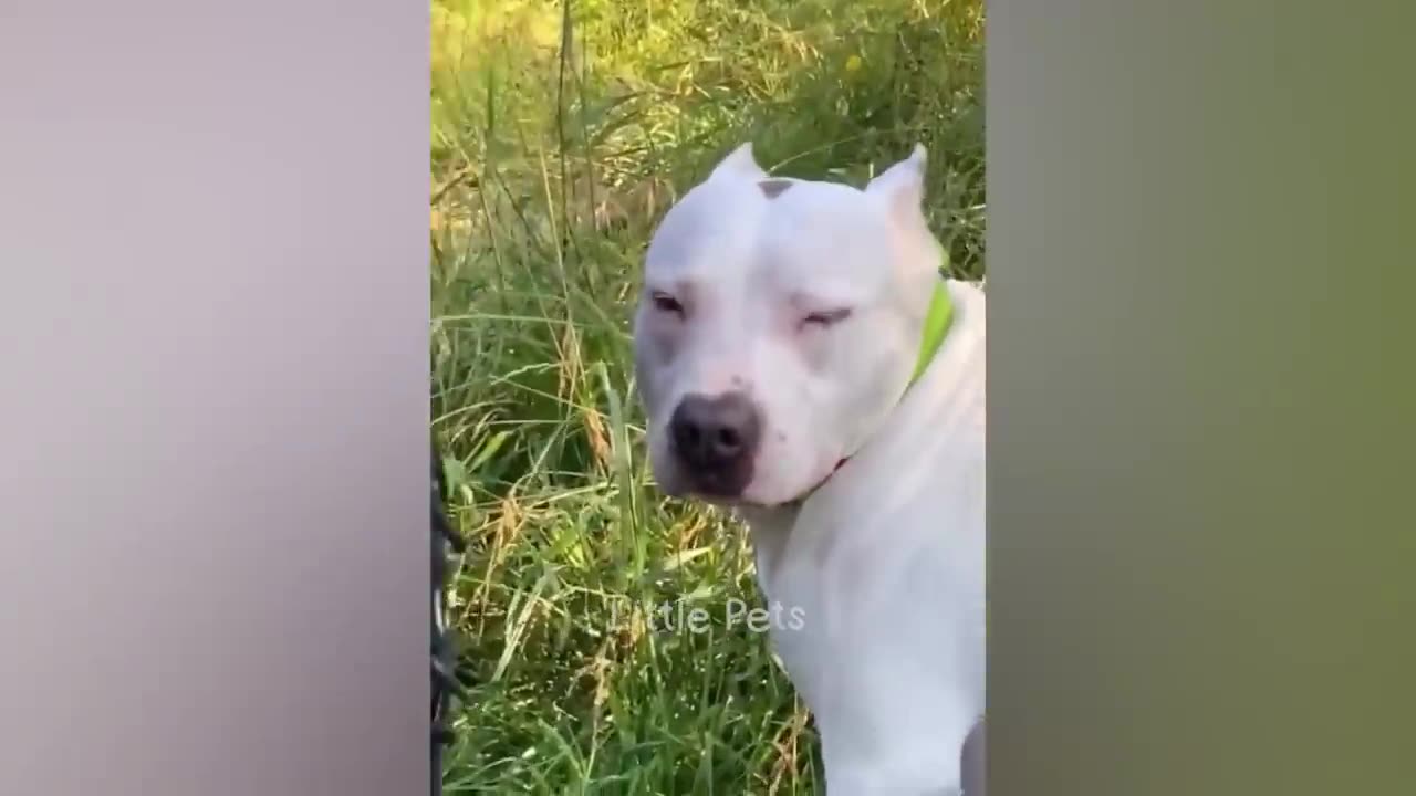 Funny videos 😂😂😂