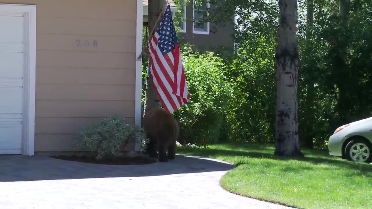 When a bear and man spook each other😄