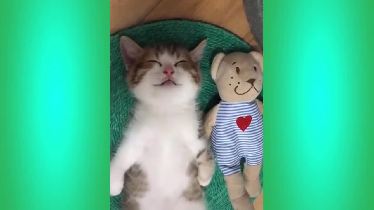 Ultimate Funny Cats Compilation Don`t to stop laughing.