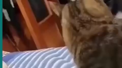 Funny video cat and dog fight