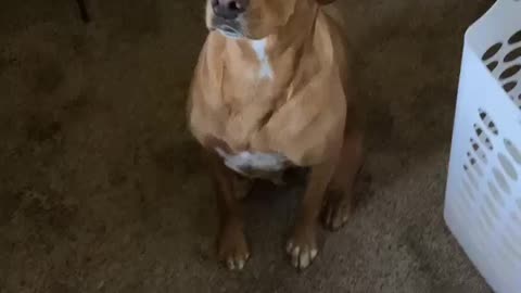 this is my dog peanut by jack the irish wolfhound