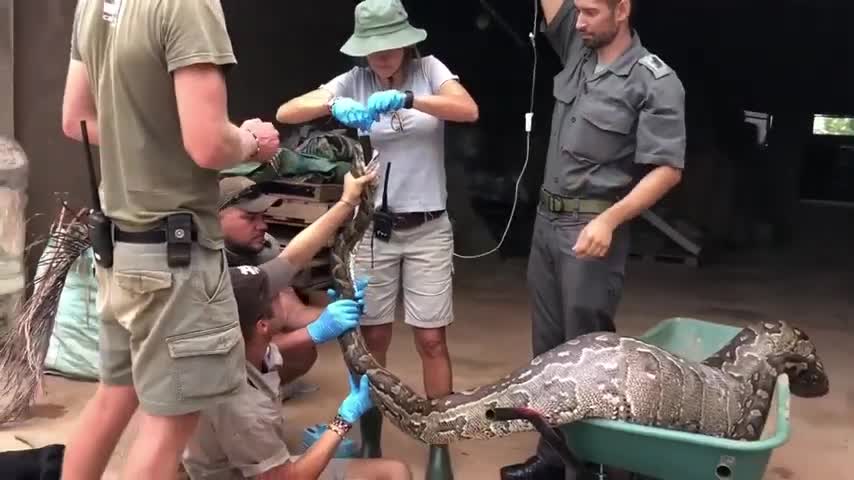 African Rock Python on an Electric Fence