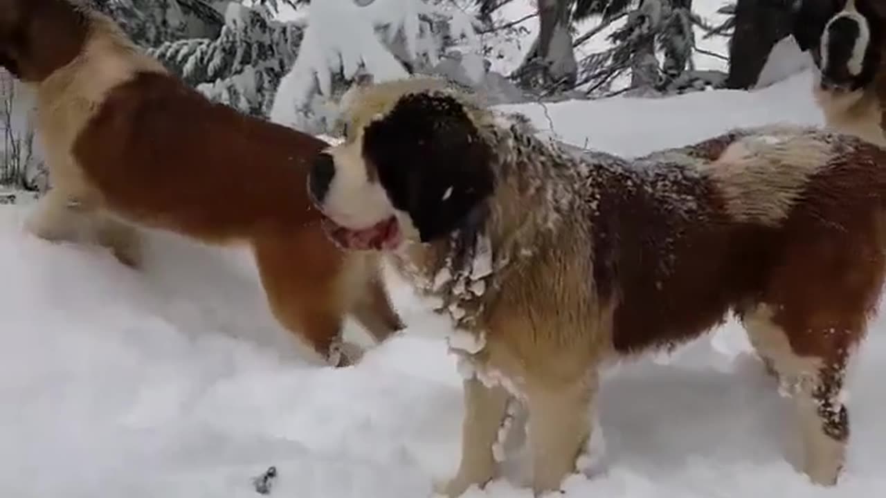 Winter Woofs: Dogs Conquer Snowy Peaks