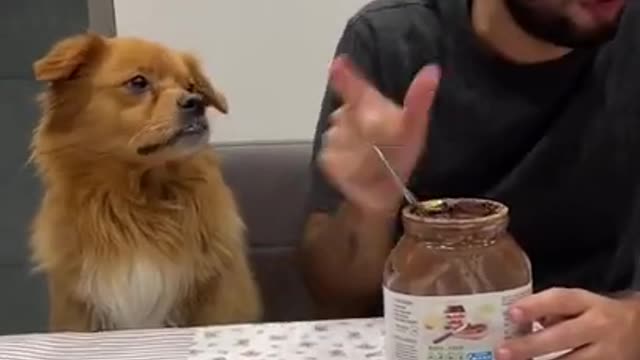 His face it the end dog pet funny video 🤓
