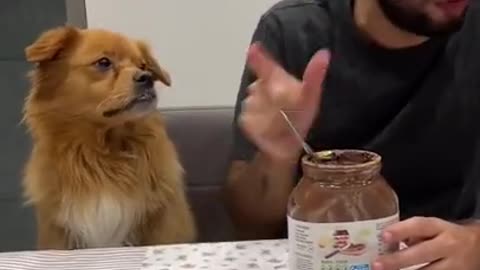 His face it the end dog pet funny video 🤓