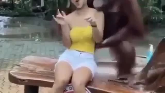 happy monkey