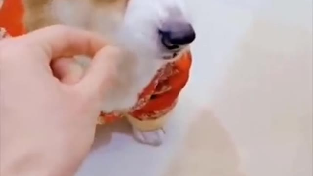 The dog cake on the camera and checking the hips 🤣🤣🤣