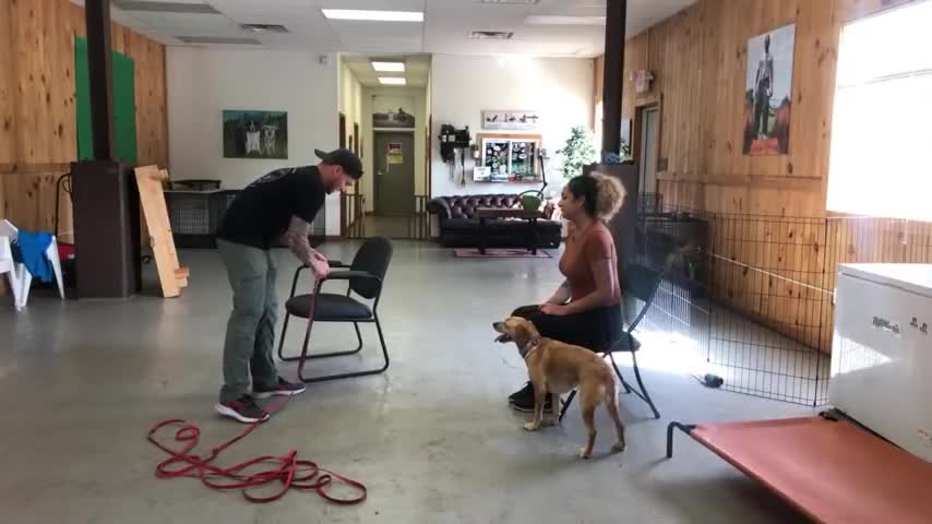 Dog Reactivity Training On California