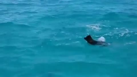 Funny Dog Videos 2021 It's time to LAUGH with Dog's life149
