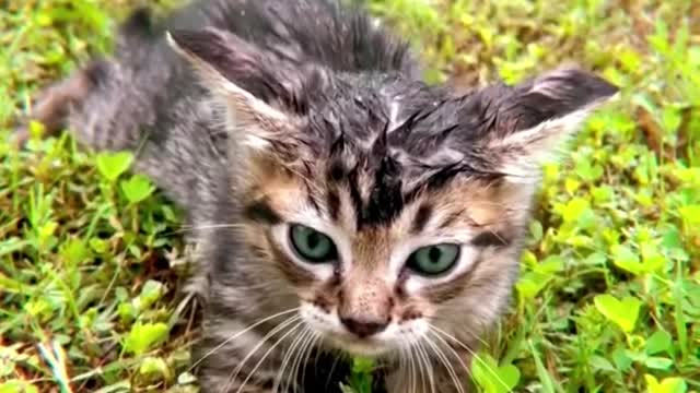 Rescue cat