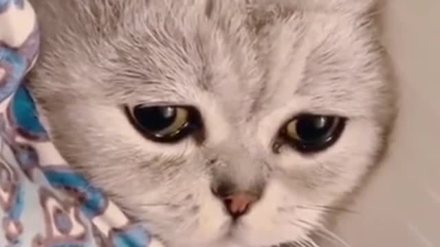cute cat depressed ππΏπ₯#shorts