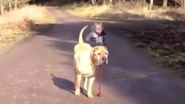 Dog walks with child