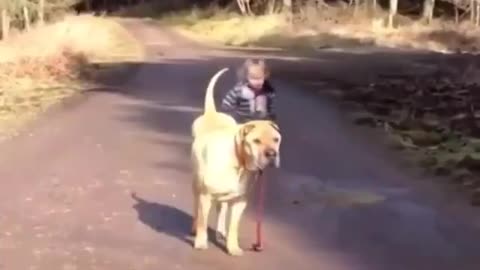 Dog walks with child