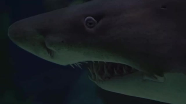 The shark1