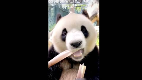 Cute panda's lunch