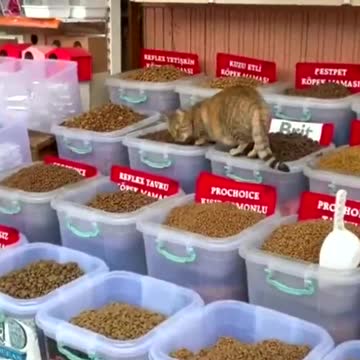 All inclusive for cat