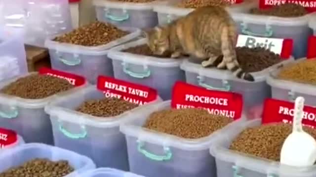 All inclusive for cat