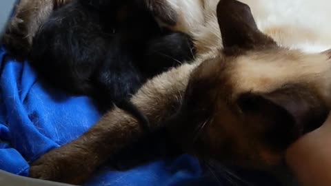 Stray Mother Cat and Kittens Doing Swell