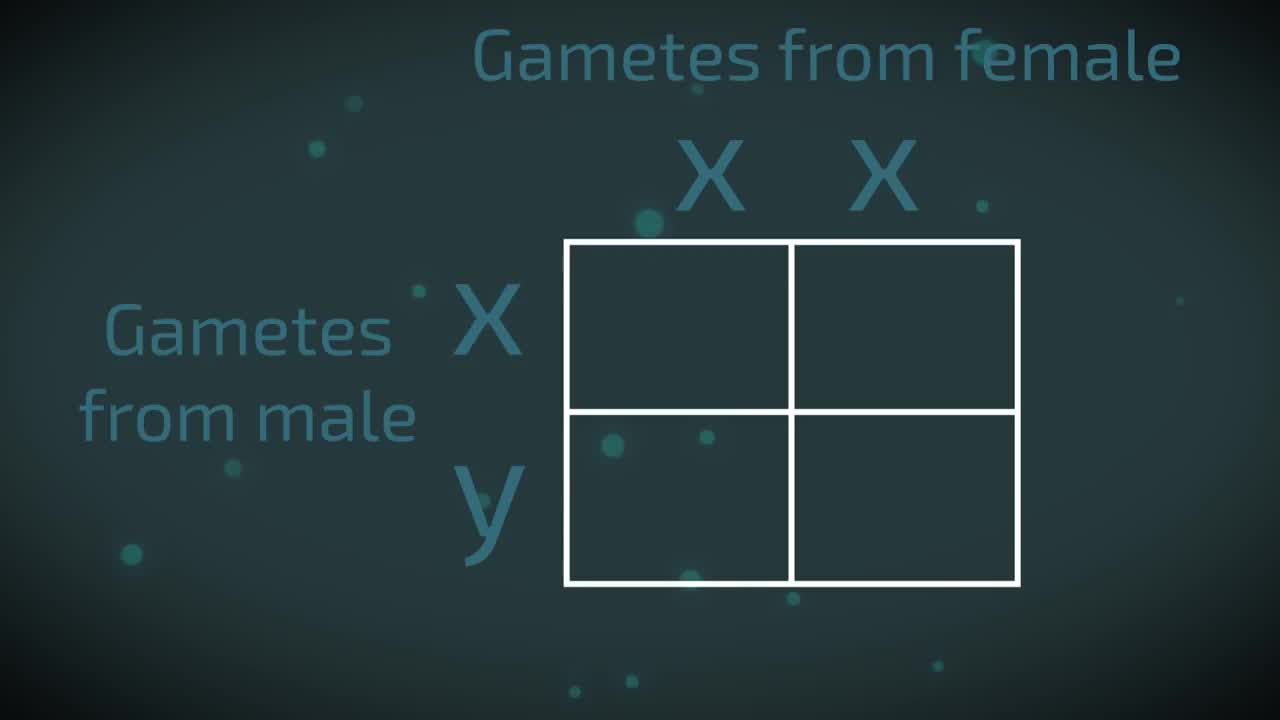 sex determination | Genetics | Biology