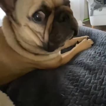 Ultimate Baby Dogs - Cute and Funny Dog Videos Compilation #Shorts