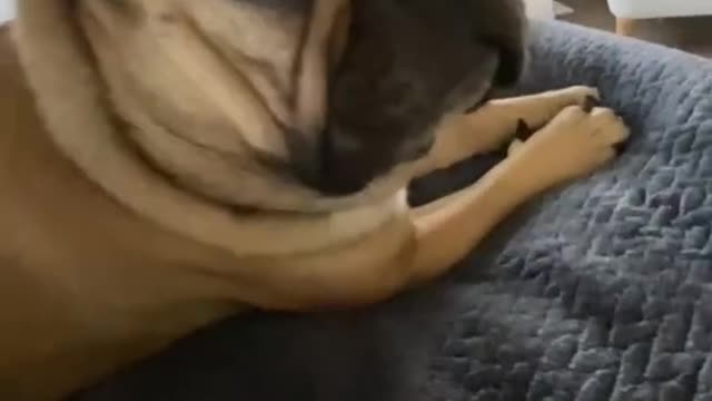 Ultimate Baby Dogs - Cute and Funny Dog Videos Compilation #Shorts