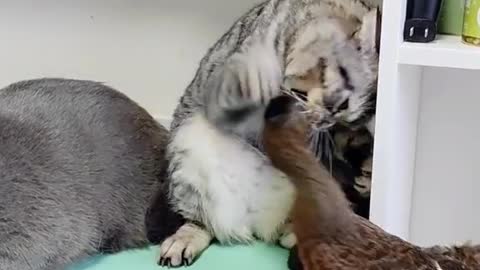 Cat funny video part-41