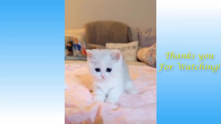 Cutest pets and funny animals video compilation #3