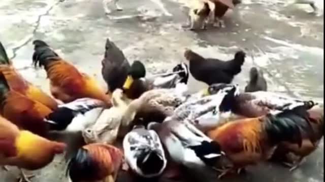 Chicken VS Dog Fight - Funny Dog Fight Videos