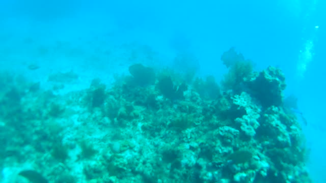 Cancun Mexico Carribean Scuba Diving Part 5