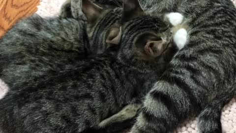 Cat 🐈🐱 chat cat chat