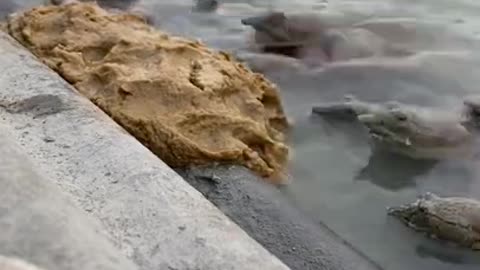 Softshell Turtle Farm in Southern China