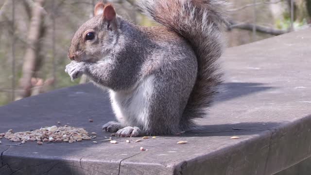 funny squirrel eating outside